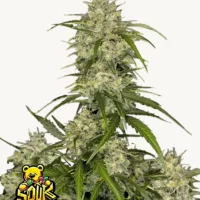 SOUR JEALOUSY Auto™